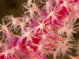 Closeup of Pink Corl Polyps, Bali, Indonesia Photographic Print by Tim Laman