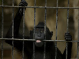 Celebes Macaque Chews on the Metal Bars of his Cage, Henry Doorly Zoo, Nebraska Photographic Print by Joel Sartore