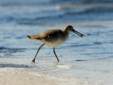 Closeup of a Willet on a Beach, Sanibel Island, Florida Photographic Print by Tim Laman