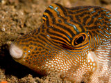 Closeup of a Spotted Toby, Bali, Indonesia Photographie par Tim Laman