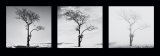 Lone Trees Plakater av Dave Butcher