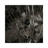 Mare, c.2004 Premium Giclee Print by Jacky Lecouturier
