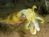 Closeup of a Bigfin Reef Squid, Bali, Indonesia Stampa fotografica di Tim Laman