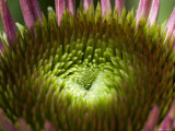 Close View of a Flower Lighted by the Sun, Groton, Connecticut Photographic Print by Todd Gipstein