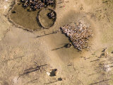 Boma with Cattle and Sheep, One of Thousands in This Region, Tanzania Photographic Print by Michael Fay
