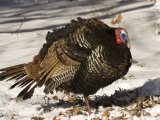 Closeup of an Adult Male Wild Turkey, Lexington, Massachusetts Photographic Print by Tim Laman