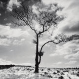 Lone Tree no. 2, Peak District, England Plakater av Dave Butcher