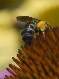 Close View of a Bee Collecting Pollen from a Flower, Groton, Connecticut Photographic Print by Todd Gipstein
