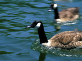 Blurred View of Geese Photographic Print by Stacy Gold