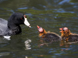 American Coot Adult with Chicks, San Diego, California Photographie par Tim Laman