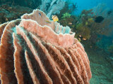 Barrel Sponge with Wrasses and Butterflyfish, Bali, Indonesia Photographic Print by Tim Laman