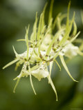 Closeup of a Green Spider Orchid, Singapore Photographic Print by Tim Laman