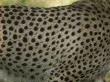 Close-Up of a Cheetah's Spotted Fur, Henry Doorly Zoo, Nebraska Lámina fotográfica por Joel Sartore