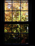 Autumn View Out of a Wooden Pane Window, Washington, D.C. Lámina fotográfica por Stacy Gold Autumn View Out of a Wooden Pane Window, Washington, D.C. Lámina fotográfica por Stacy Gold