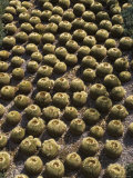 Cactus Garden Patterns at the J. Paul Getty Museum, California Photographic Print by Rich Reid