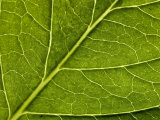 Close View of a Hydrangea Leaf, Groton, Connecticut Impressão fotográfica por Todd Gipstein Close View of a Hydrangea Leaf, Groton, Connecticut Impressão fotográfica por Todd Gipstein