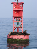 California Sea Lions Basking on a Bouy Photographic Print by Rich Reid