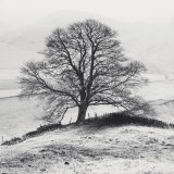 Misty Tree, Peak District, England Plakater av Dave Butcher