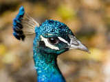 Closeup Portrait of a Peacock Photographic Print by Tim Laman
