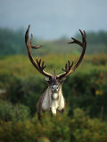 Bull Caribou in Velvet Antlers, Alaska Photographic Print by Michael S. Quinton