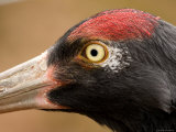 Closeup of a Captive Black-Necked Crane, Massachusetts Photographic Print by Tim Laman