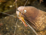 Cleaner Shirmp Cleans Parasites from White-Eyed Moray Eel, Bali, Indonesia Photographic Print by Tim Laman