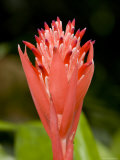 Bromeliad Flower, An Epiphyte from C and S American Rain Forests, Singapore Photographie par Tim Laman