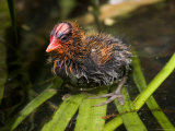 Closeup of an American Coot Chick, San Diego, California Photographie par Tim Laman