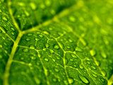 Close View of Droplets of Water on a Leaf, Groton, Connecticut Photographic Print by Todd Gipstein