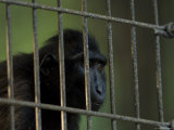 Celebes Macaque Monkey Stares Out of his Henry Doorly Zoo Cage, Nebraska Photographic Print by Joel Sartore