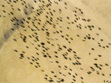 Cattle Grazing the Plains of the Upper Ruaha River, Tanzania Photographic Print by Michael Fay