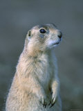 Black-Tailed Prairie Dog in Howes, South Dakota Photographie par Joel Sartore