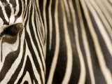 Tim Laman - Closeup of a Grevys Zebra's Face and Coat - Fotografik Baskı Tim Laman - Closeup of a Grevys Zebra's Face and Coat - Fotografik Baskı