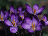 Close View of Purple African Violets, Washington, D.C. Photographie par Stacy Gold
