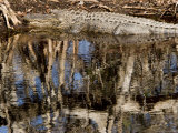 American Alligator Rests on a Bank, Sanibel Island, Florida Photographic Print by Tim Laman