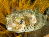 Closeupf of a Yellowspotted Burrfish, Bali, Indonesia Photographie par Tim Laman