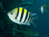 Closeup of an Indo-Pacific Sargent, Bali, Indonesia Photographie par Tim Laman