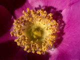 Close View of Yellow Stamen of a Pink Flower Blossom, Groton, Connecticut Photographic Print by Todd Gipstein