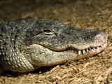 American Alligator Shows his Teeth as He Lays on Wood Chips, Henry Doorly Zoo, Nebraska Photographic Print by Joel Sartore