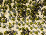 Beautiful Coastal Village with Groves of Coconut Palms, Mozambique Photographic Print by Michael Fay