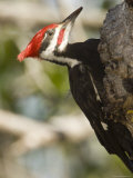 Closeup of a Pileated Woodpecker, Sanibel Island, Florida Photographie par Tim Laman