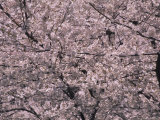 Big Cherry Blossom Tree in Washington, D.C. Photographic Print by Stacy Gold