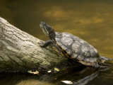 Closeup of an Unidentified Turtle Swimming to a Log, Singapore Photographic Print by Tim Laman