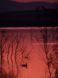 Canada Goose on a Placid Lake at Sunset, Pennsylvania Photographic Print by Ira Block