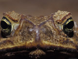 Close-Up of a Scowling, Grumpy, Ugly Cane Toad's Face, Australia Photographie par Jason Edwards