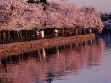 Bikers and Pedestrians Share a Scenic Trail Full of Cherry Blossoms, Washington, D.C. Photographic Print by Kenneth Garrett
