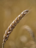 Closeup of Wheat, Virginia Photographie par Kenneth Garrett