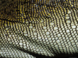 Close-Up View of the Scales of a Green Philippine Sail Fin Dragon, Melbourne Zoo, Australia Photographic Print by Jason Edwards