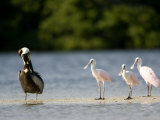 Brown Pelican and Roseate Spoonbill, Tampa Bay, Florida Photographic Print by Tim Laman