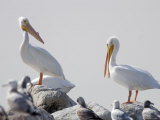 American White Pelicans on the Salton Sea, California Photographic Print by Rich Reid